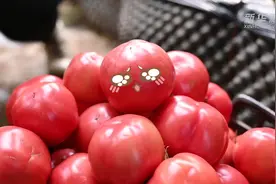 西红柿奇遇记视频封面