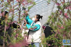 桃花朵朵开图片