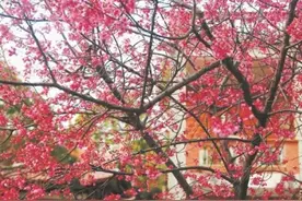 泉州：刷抖音 云赏樱 让您在家安住依然心生欢喜图片
