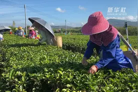 复工复产  海南白沙早春茶开摘了视频封面