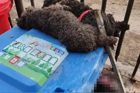 小区防疫禁遛狗，两只泰迪犬被打死 物业：为过激行为道歉图片