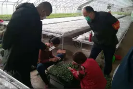 甜瓜种苗送到农户家门口，济宁这个镇1千余亩地都种上了小苗苗图片