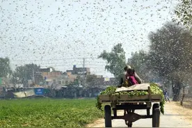 “10万鸭兵出征巴基斯坦”遭光速打脸，牧鸭治蝗为啥不可行？图片