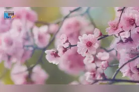 成都二月，华枝春满