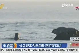 长岛迎来2020年首批洄游斑海豹视频封面