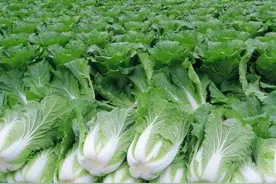 一天能供应武汉2000吨菜！这个地方种菜为什么这么牛？图片