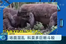 场面混乱！科莫多巨蜥斗殴，露出锋利的牙齿，还用爪子互相拉扯视频封面