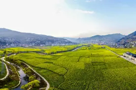 泸州古蔺：春已来临 云端赏花正当时图片