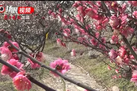 南京古林公园，赏漫山梅花正当时视频封面