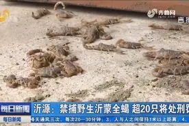 沂源：禁捕野生沂蒙全蝎 超20只将处刑罚视频封面
