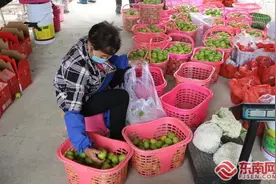 莆田仙游：40万斤青枣被“困”大棚图片