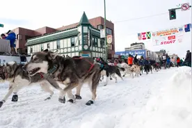 到此一游｜两千公里的长途跋涉，与雪橇犬并肩同行图片