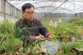 云赏花 |苏东坡为它写诗，浙江最美丽的花正悄悄绽放图片