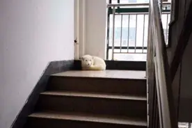 合肥一小区楼道里发现白狐！疑似被弃萌宠……图片