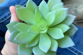 彻底傻眼！她养护两年的多肉植物竟然是塑料的图片