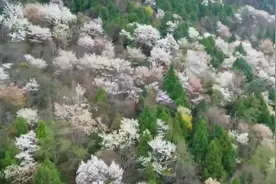 航拍安排！四川苍溪十里野生樱花开了视频封面
