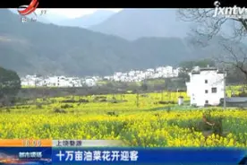 上饶婺源：十万亩油菜花开迎客视频封面