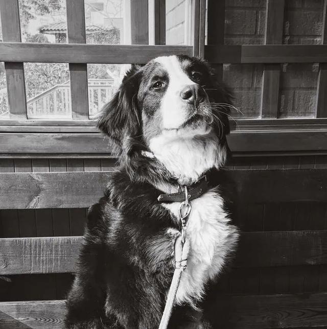 拼多多买的桃胶是真的吗 2026年为什么拼多多的桃胶那么便宜