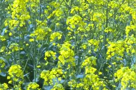 疫情挡不住春天，湖北巴东百亩油菜花盛开视频封面