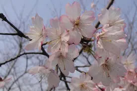 浙江最大的野樱花花海正在怒放，哪怕去不了，我们今天提供养眼的“云赏”图片