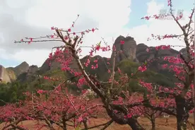江西龙南：“云”赏十里桃花开视频封面