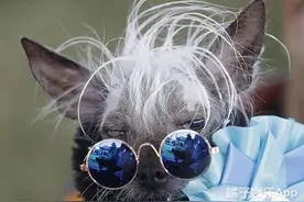 《丑狗101》大赏！EXO世勋爱犬发福固粉，葬爱款狗子目测夺冠图片