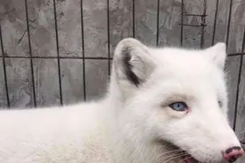 合肥一小区楼道出现白狐怎么回事？合肥小区楼道出现白狐图片哪里来的图片