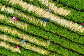 早春农事“迫在眉睫”！疫情之下，应季农产品种植情况如何？图片