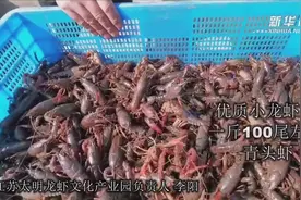 力春耕丨水上春耕：放虾苗 有诀窍视频封面