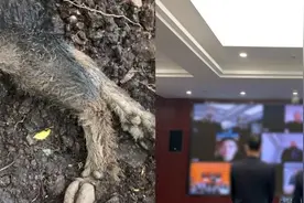 男子猎捕保护动物野山羊，自拍视频炫耀视频封面