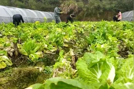 湘乡市：抢抓好春光 梅桥镇易地扶贫搬迁产业帮扶基地复工图片