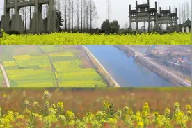 万物生春光美，“云”赏各地油菜花视频封面