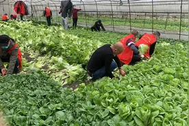 成都这一小区物业变身农户下地摘菜 3天摘上万斤蔬菜送业主图片