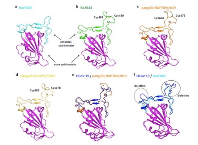 云南一种新蝙蝠冠状病毒力证新冠起源于自然！提示重组线索