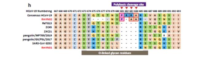 云南一种新蝙蝠冠状病毒力证新冠起源于自然！提示重组线索