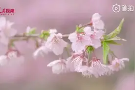 花开了！武汉东湖樱园樱花迎来盛开期视频封面