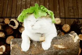 日本网红猫咪去世，网友：我的头像还是离开了我图片