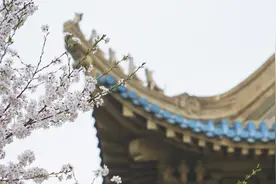 武汉大学邀战疫医护赏樱花：聊赠一枝春视频封面
