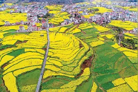 油菜花开满地金图片