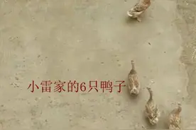 山东小伙晒的11只鸭子，让全国网友操碎了心…图片