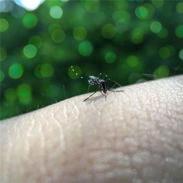 蚊虫叮咬如何消肿（蚊子咬了怎么消肿止痒最快）