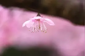 武大的樱花开了，我不能带你去看它，但我能教你怎么去画它图片