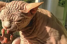 猫咪全身无毛似外星人 满脸褶皱透着“苦大仇深”女主人偏说可爱图片