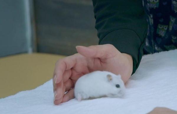 仓鼠骨折如何救治？这档真人秀讲述宠物医院故事