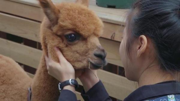 仓鼠骨折如何救治？这档真人秀讲述宠物医院故事