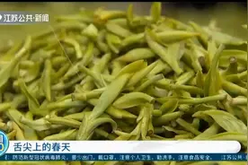 苏州明前茶采摘开始，身价达6000元/公斤，舌尖上的春天送给你！视频封面