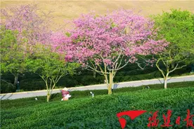 漳平台农：樱花盛放春耕忙图片