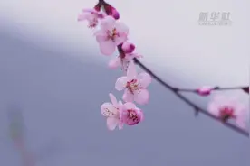河南三门峡：来这个山谷 看十里桃花视频封面