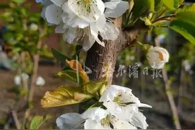 “大连樱桃树”在通河开花了！“大榛子”种植高手又盯上了新品“红樱桃”图片