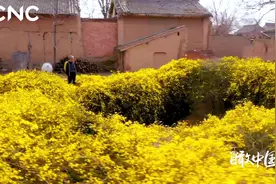 瞰中国|迎春花包围地窖院 春意浓浓私人间仙境视频封面